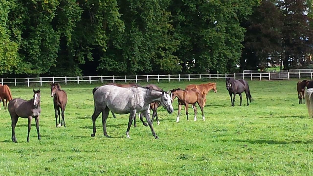 Gites De La Maison Du Haras Beuvron-en-Auge Zewnętrze zdjęcie